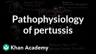 Pathophysiology of pertussis  Respiratory system diseases  NCLEXRN  Khan Academy [upl. by Rento]