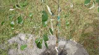 Tropical Fruit Trees  Thai Jujube  Part 1 [upl. by Cir]