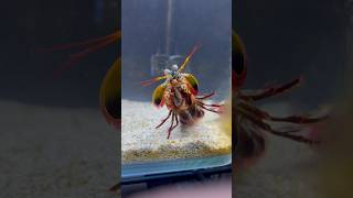 Giant MANTIS SHRIMP VS Crabs EPIC 1v1 [upl. by Cinamod]