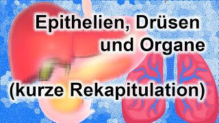 Epithelien Drüsen und Organe [upl. by Cottrell]