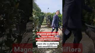 Magnolie grandiflora veșnic verde creare site cu platforma web wwwbryocom [upl. by Samuella]