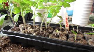 Garden Pests Identifying and Treating Aphids on Seedlings Soapy Spray  MFG 2014 [upl. by Collar]