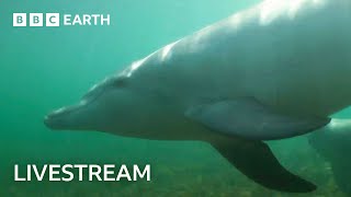 🔴 LIVE Samu the Baby Dolphin  Dolphins of Shark Bay  BBC Earth [upl. by Lladnew]