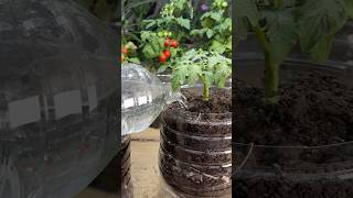 Poco Espacio Cultiva Tomates en Botella [upl. by Nahn]