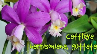 Cattleya harrisoniana Cattleya guttata Сезонное цветение [upl. by Antipas]