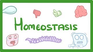 GCSE Biology  Homeostasis 54 [upl. by Nnaaras]