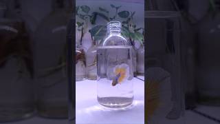 Betta in a Clear Bottle aquariumfish [upl. by Astera]