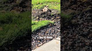 Day 113 Bonus Days of Prairie Dogs for no reason prairiedog animalphotos shorts wildlife [upl. by Iggam95]