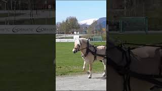 Horse breeds AZ Fjord edit horse equestrian horseedit shorts fjords fjord horseriding [upl. by Seebeck]