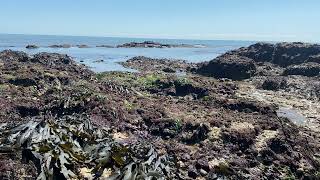 The Beach Near Broadstairs England at Low Tide Seven Minutes Uninterrupted Nature Ambience [upl. by Siradal]