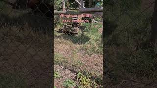 Wingham Wildlife Park [upl. by Edna716]