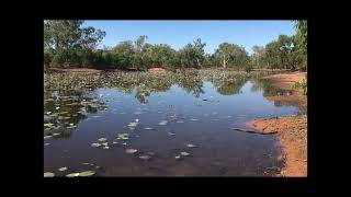 Billabong…Western Australia [upl. by Lenette814]