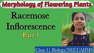 Racemose Inflorescence Part1Types of Racemose InflorescenceMorphology of Flowering PlantClass 11 [upl. by Washington]