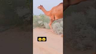 Camel Attack on Human 😮 shorts ytshorts viralvideo [upl. by Akers119]