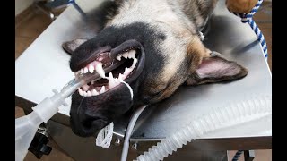 General anesthesia  Endotracheal intubation in dog  Inhalation anesthesia [upl. by Mady]