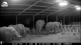 Night Time at the Elephant Homestead 🐘✨ [upl. by Nims339]