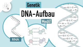 DNA Aufbau  Genetik  MedAT  Biologie [upl. by Oriole321]