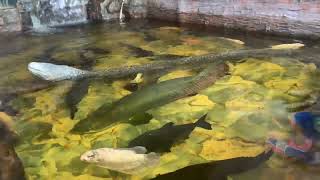 BlackPacu with Predatory Arapaima Fish from the Amazon [upl. by Oniger]