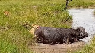 lioness attacking the buffalo stuck in the waterhole and save by other buffalo [upl. by Kilgore821]