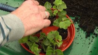 Potting on plug plants [upl. by Zemaj]