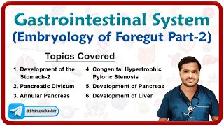 Embryology of Gastrointestinal system  Development of Foregut Stomach Pancreas amp Liver Part  2 [upl. by Alden]