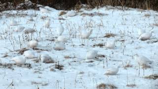 Willow Ptarmigan Flock [upl. by Wilfred506]