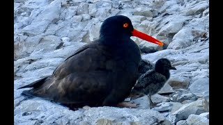 BLACK OYSTERCATCHER chicks [upl. by Ayhtnic]