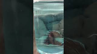 Half Moon Betta betta bettafish aquariumfish guppy mollyfish [upl. by Guenzi926]