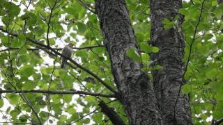 Satakielen laulu  Thrush Nightingale singing HD [upl. by Kania]