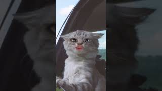 Singing silly cat 😂😂funnyvideo cat like and subscribe [upl. by Malet612]