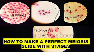 Phases of MEIOSIS  Stage identification and laboratory preparation from onion flower [upl. by Nolyat]