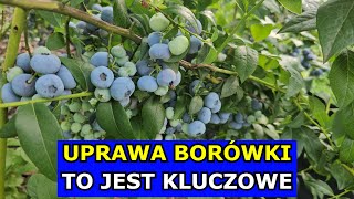 Uprawa Borówki  to jest KLUCZOWE Jak uprawiać Borówkę amerykańską Cięcie Oprysk Nawożenie Wiosną [upl. by Nikolaos]