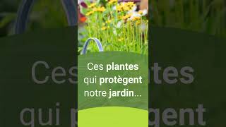 Tagète  plante utile au jardin 🌱 [upl. by Labotsirc]