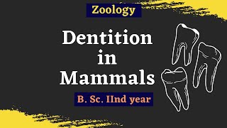 Dentition In Mammals  B Sc 2nd year  Zoology [upl. by Adiarf]