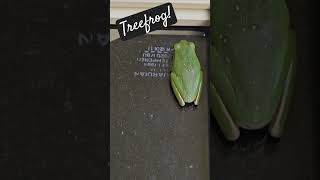 Treefrog treefrog smallfrog frogworld shortonfrogs froglovers amphibian lifescience nature [upl. by Rese]