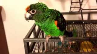 My Lesser Jardines Parrot at 25 years old [upl. by Haissem]