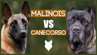 BELGIAN MALINOIS VS CANE CORSO [upl. by Pratt]