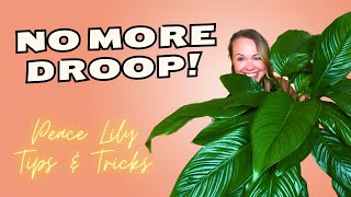 How to Care for your PEACE LILY Plant 🌱 [upl. by Keyte]