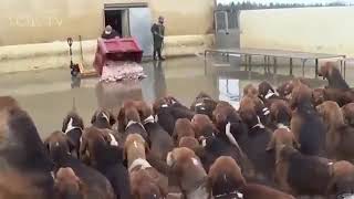 hundred of dogs eating food with discipline  Lesson for humans [upl. by Fanechka]