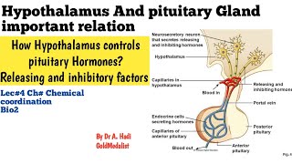 L3 Pituitary Gland and Hypothalamus an interesting relation [upl. by Reube799]