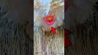 🐔The hen laid colorful eggs  Shorts viral [upl. by Carlotta]