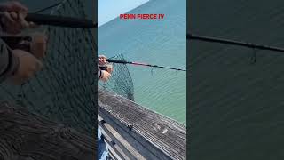 Penn Fierce IV shark fishing blacktip [upl. by Ahsieka]