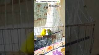 My favourite birds green Budgie 🦜 pet budgies birds Skysha63211 [upl. by Hettie]