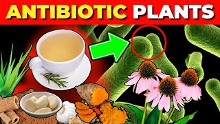 12 Medicinal Plants with Natural Antibiotic Effects Backed by Science [upl. by Marcela943]