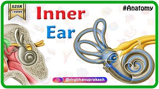 Inner ear Anatomy Animation  Cochlear component Vestibular component Semicircular component [upl. by Ahsitak]