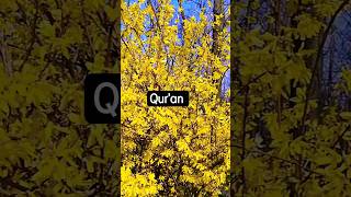 Quran translation in urdu urdu translationquranandislam viral ytshorts islam360 onlinequran [upl. by Cindelyn866]