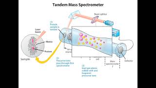 Tandem Mass Spectrometer Animation I CSIR NET Life Science I GATE Life Science I DBT JRF [upl. by Ahsytal]