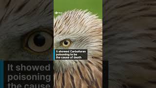 Bird suffered agonising death after being poisoned with banned pesticide news shorts animals [upl. by Suki]