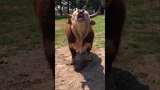 Good Morning Cow Part 2 funnyvideos cows animalcomedy [upl. by Biron183]