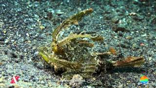 Muck Diving in Lembeh Strait May Highlights [upl. by Westbrook]